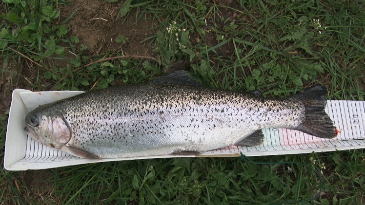 Wędkarze w swoim żywiole. Udane zawody w Rzemieniu