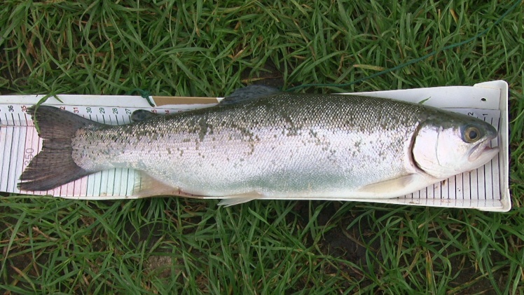 Wędkarze w swoim żywiole. Udane zawody w Rzemieniu