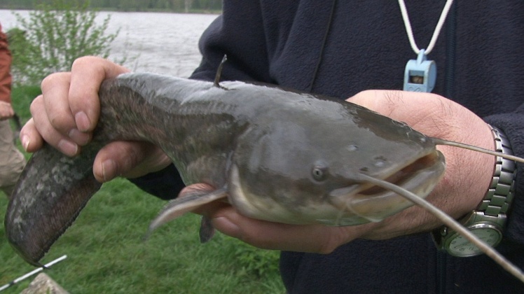 Wędkarze w swoim żywiole. Udane zawody w Rzemieniu
