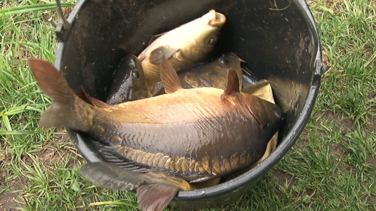 Wędkarze w swoim żywiole. Udane zawody w Rzemieniu