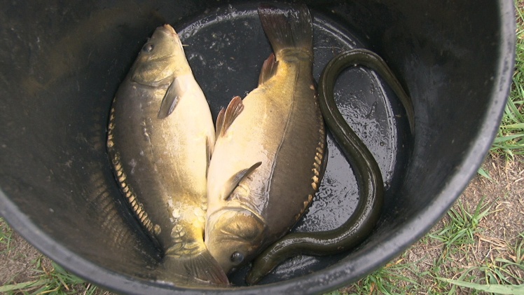 Wędkarze w swoim żywiole. Udane zawody w Rzemieniu