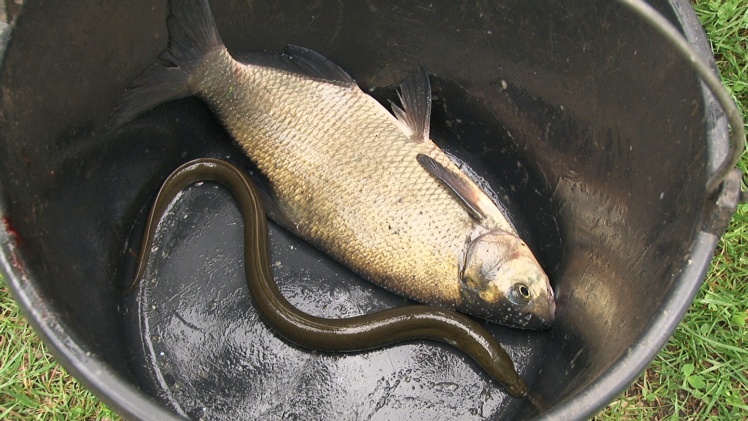 Wędkarze w swoim żywiole. Udane zawody w Rzemieniu