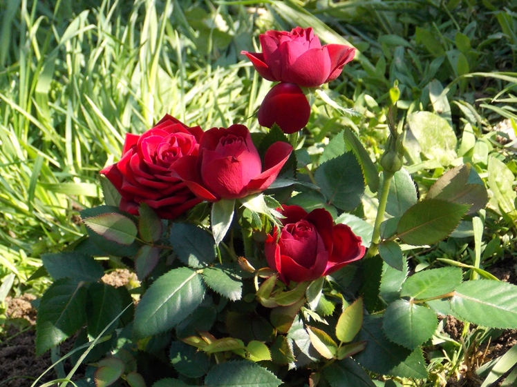 42 Patriotyczny Rajd ,,Pąsowej Róży?? Oddziału Miejskiego PTTK Mielec