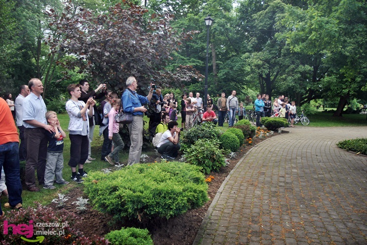 Żuawi Śmierci - Rycerze Białego Krzyża w Noc Muzeów 2013