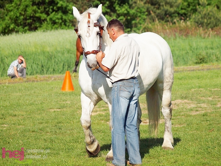 V Parada Konna w Żarówce - wystawa klaczy