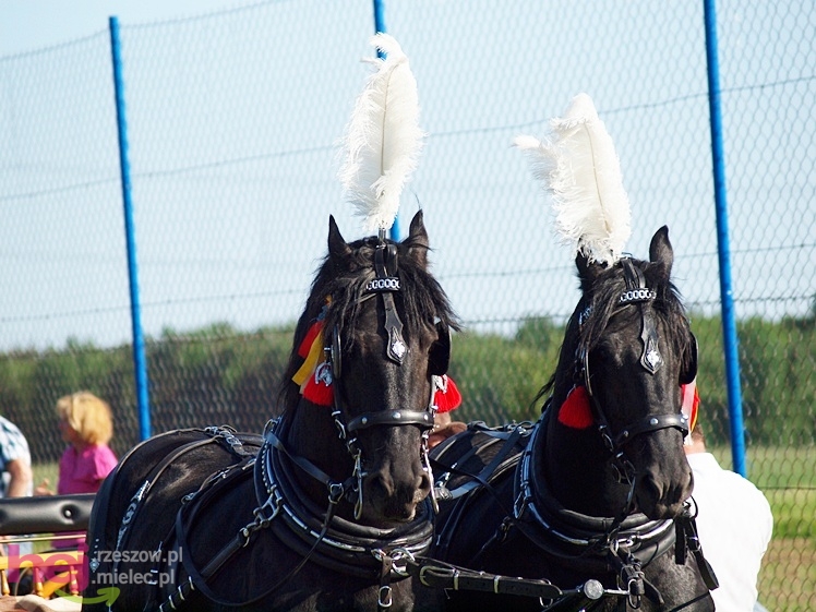 V Parada Konna w Żarówce - wystawa klaczy