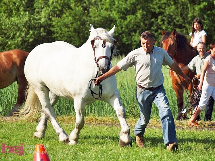 V Parada Konna w Żarówce - wystawa klaczy