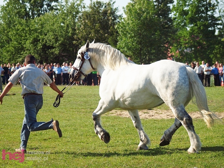 V Parada Konna w Żarówce - wystawa klaczy