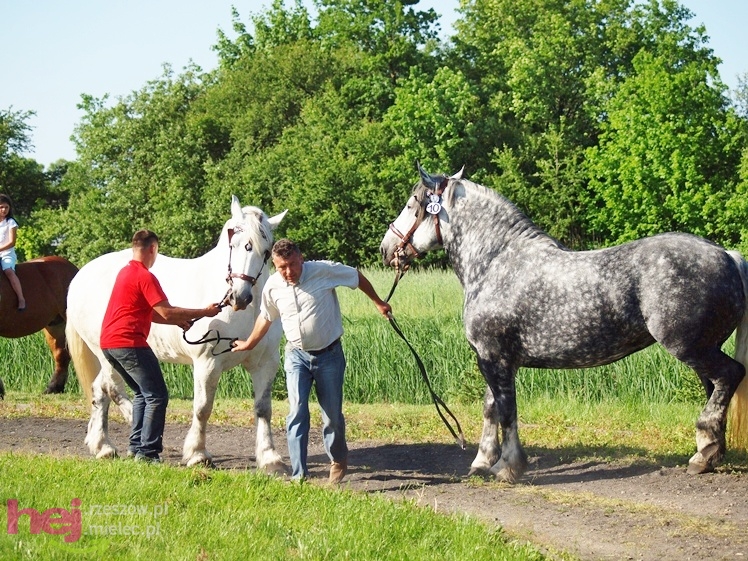 V Parada Konna w Żarówce - wystawa klaczy