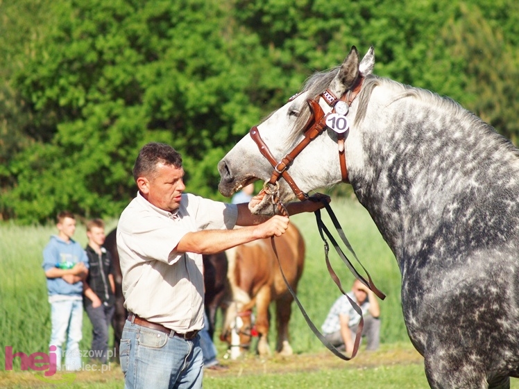 V Parada Konna w Żarówce - wystawa klaczy