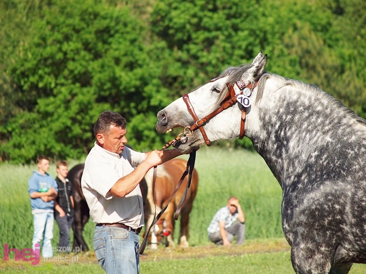 V Parada Konna w Żarówce - wystawa klaczy