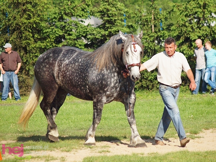 V Parada Konna w Żarówce - wystawa klaczy