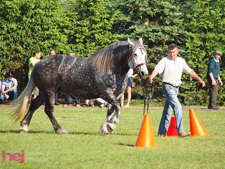 V Parada Konna w Żarówce - wystawa klaczy