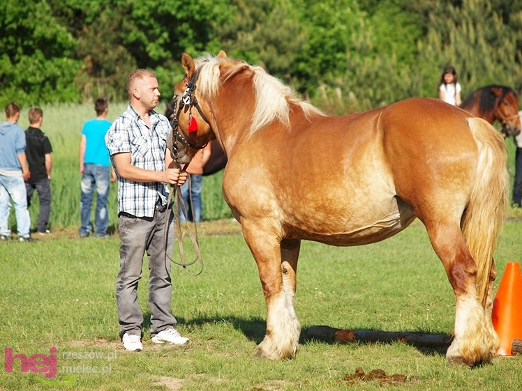 V Parada Konna w Żarówce - wystawa klaczy