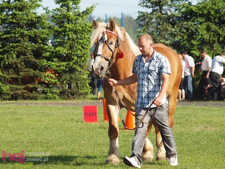 V Parada Konna w Żarówce - wystawa klaczy