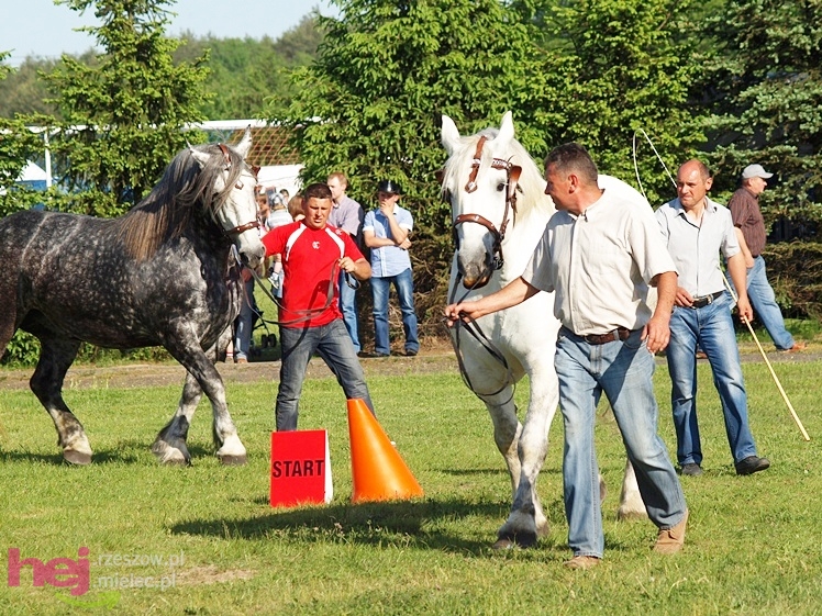 V Parada Konna w Żarówce - wystawa klaczy