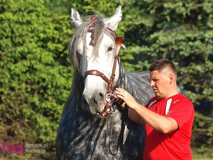 V Parada Konna w Żarówce - wystawa klaczy