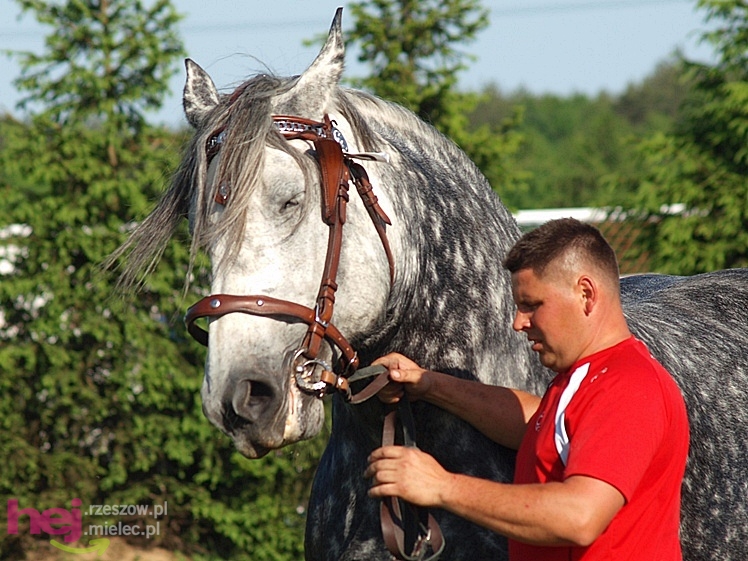 V Parada Konna w Żarówce - wystawa klaczy