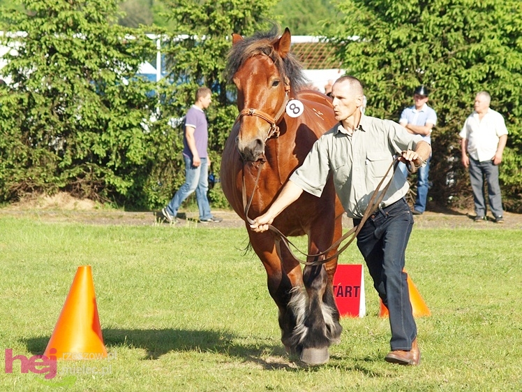 V Parada Konna w Żarówce - wystawa klaczy