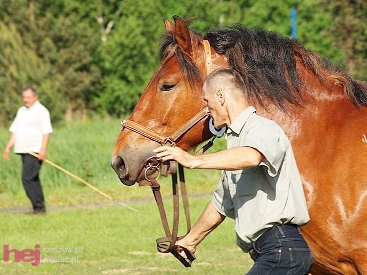 V Parada Konna w Żarówce - wystawa klaczy
