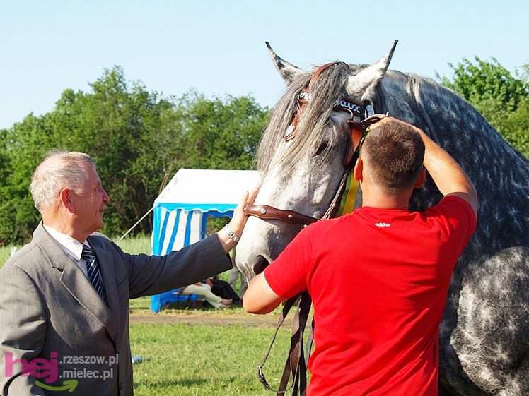 V Parada Konna w Żarówce - wystawa klaczy