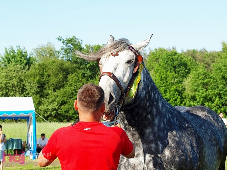 V Parada Konna w Żarówce - wystawa klaczy