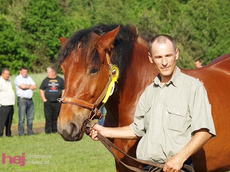 V Parada Konna w Żarówce - wystawa klaczy