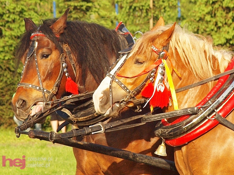 V Parada Konna w Żarówce - konkurs w powożeniu