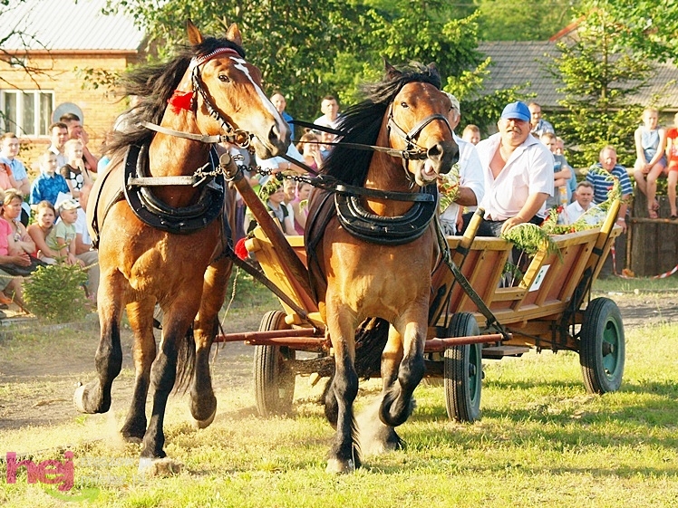 V Parada Konna w Żarówce - konkurs w powożeniu