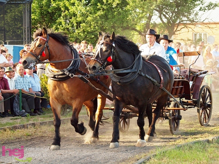 V Parada Konna w Żarówce - konkurs w powożeniu