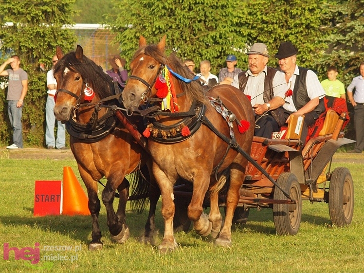 V Parada Konna w Żarówce - konkurs w powożeniu