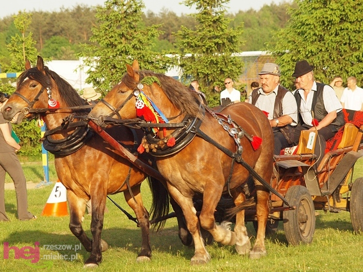 V Parada Konna w Żarówce - konkurs w powożeniu