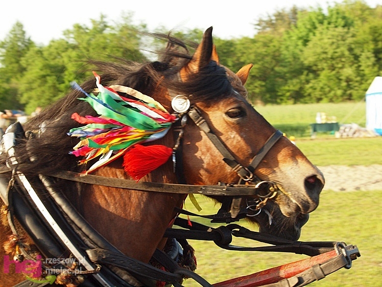 V Parada Konna w Żarówce - konkurs w powożeniu