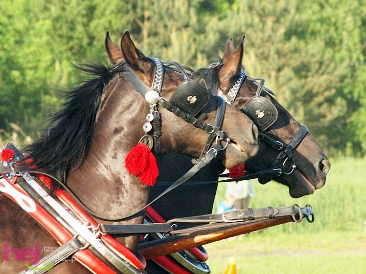 V Parada Konna w Żarówce - konkurs w powożeniu