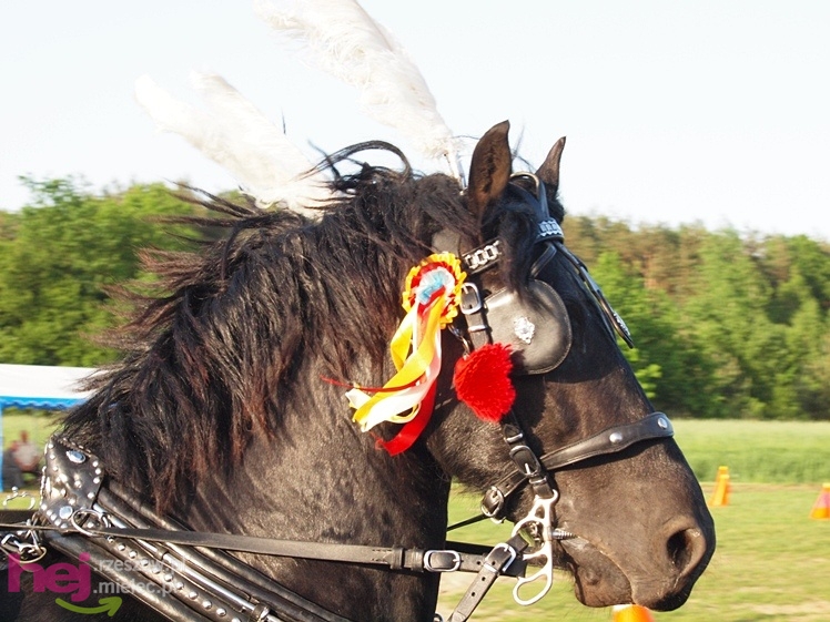V Parada Konna w Żarówce - konkurs w powożeniu
