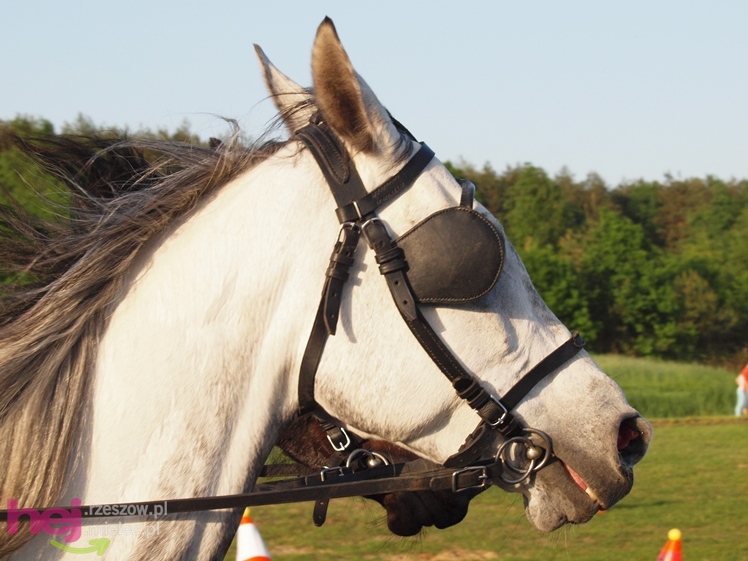V Parada Konna w Żarówce - konkurs w powożeniu