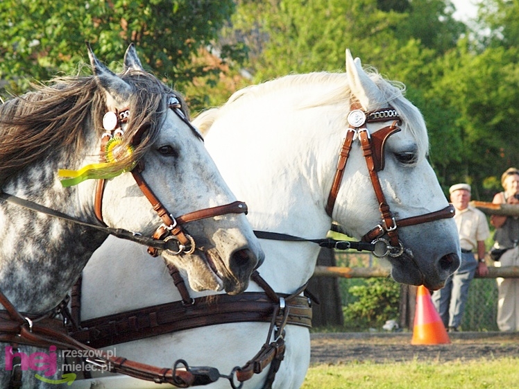 V Parada Konna w Żarówce - konkurs w powożeniu