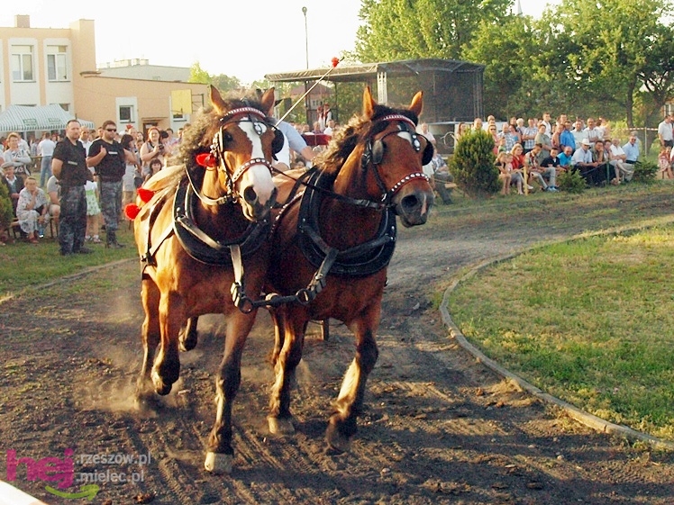 V Parada Konna w Żarówce - konkurs w powożeniu