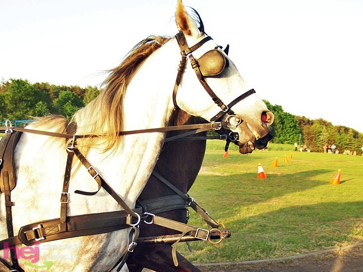 V Parada Konna w Żarówce - konkurs w powożeniu