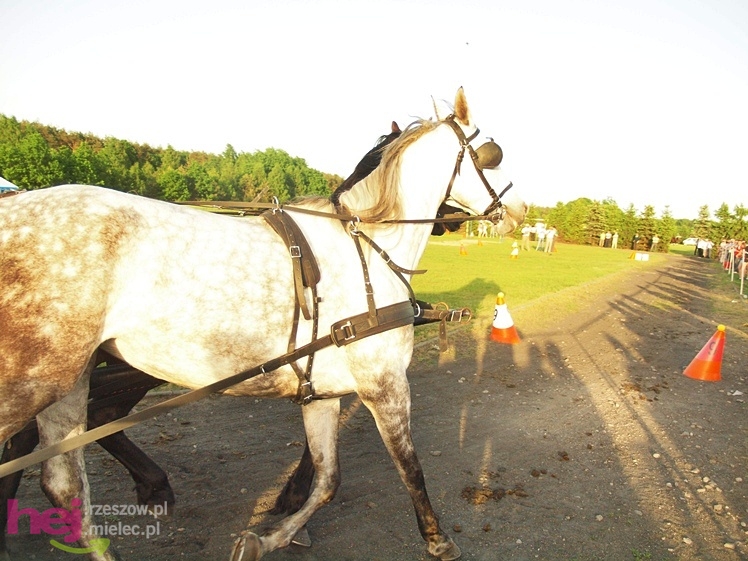 V Parada Konna w Żarówce - konkurs w powożeniu
