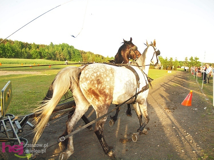 V Parada Konna w Żarówce - konkurs w powożeniu