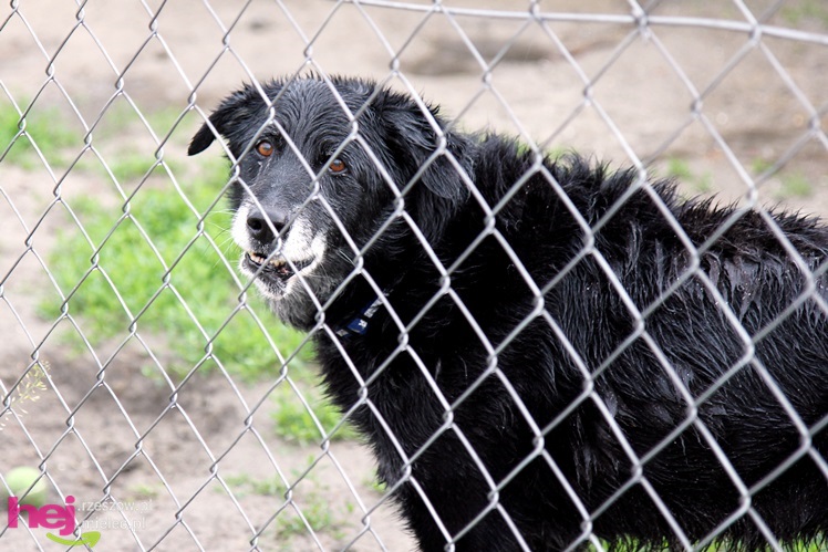 Pierwszy dzień otwarty schroniska dla zwierząt w Mielcu