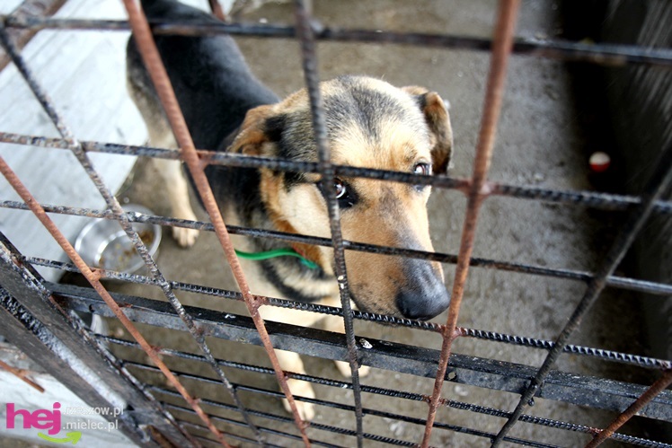 Pierwszy dzień otwarty schroniska dla zwierząt w Mielcu