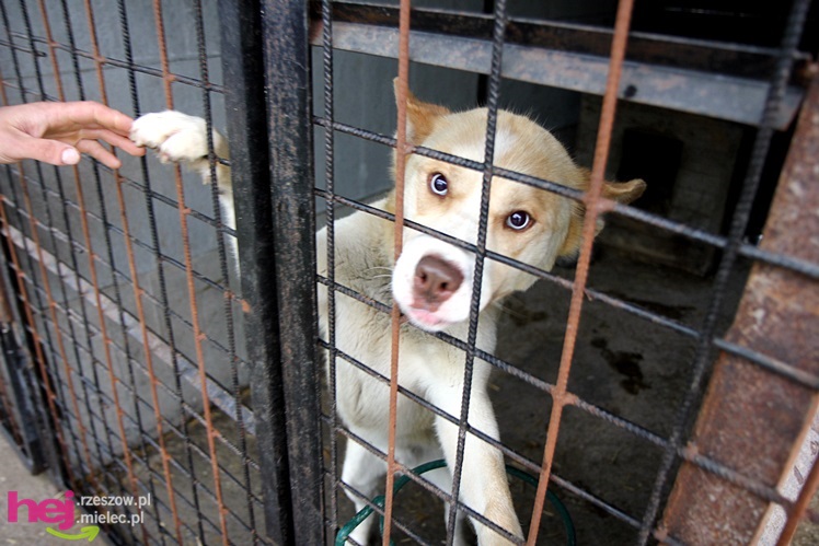 Pierwszy dzień otwarty schroniska dla zwierząt w Mielcu