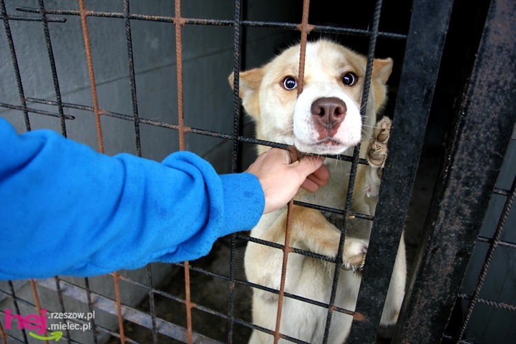 Pierwszy dzień otwarty schroniska dla zwierząt w Mielcu