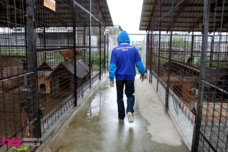Pierwszy dzień otwarty schroniska dla zwierząt w Mielcu