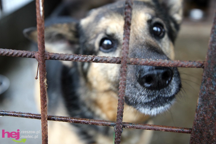 Pierwszy dzień otwarty schroniska dla zwierząt w Mielcu