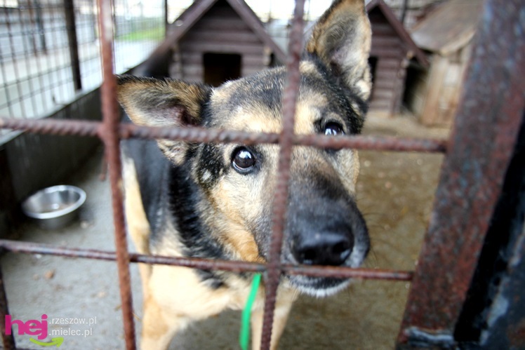 Pierwszy dzień otwarty schroniska dla zwierząt w Mielcu
