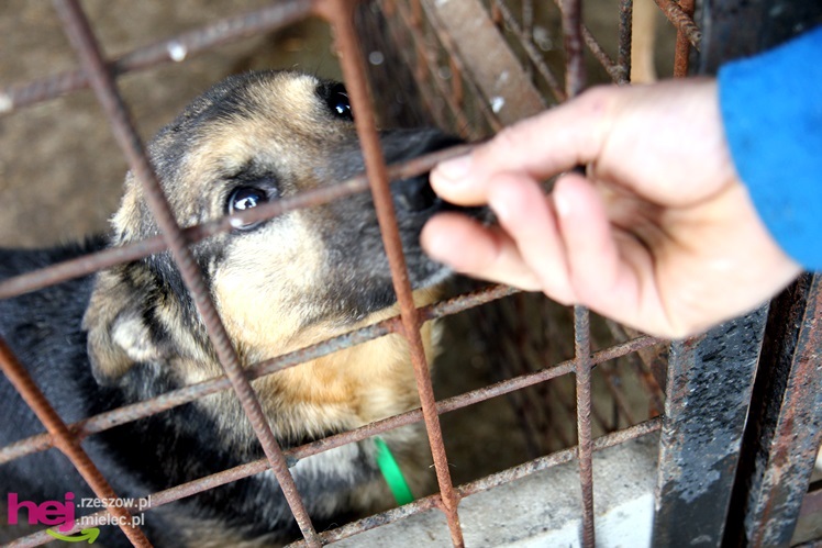 Pierwszy dzień otwarty schroniska dla zwierząt w Mielcu
