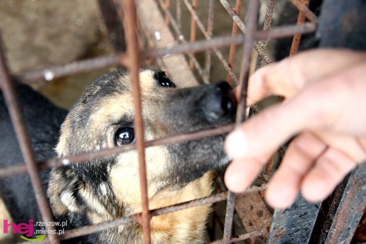 Pierwszy dzień otwarty schroniska dla zwierząt w Mielcu